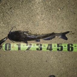 アメリカナマズ