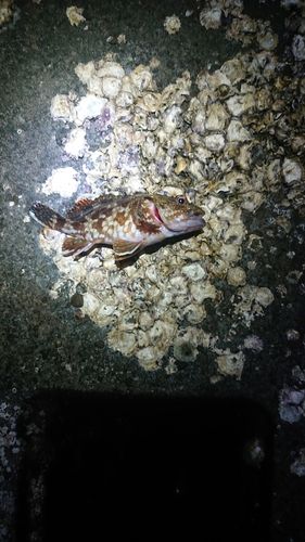 ガシラの釣果