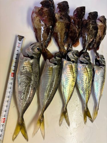 アジの釣果