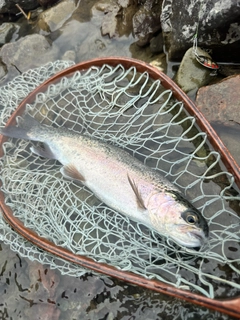 ニジマスの釣果