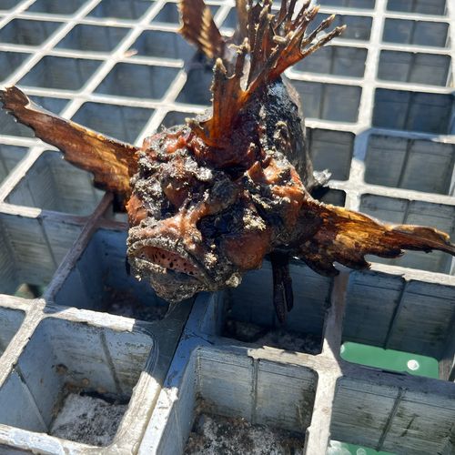 オニオコゼの釣果