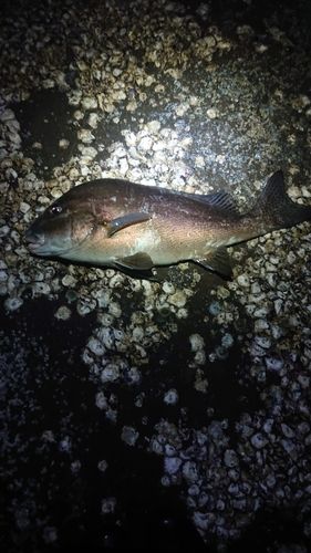 田辺湾
