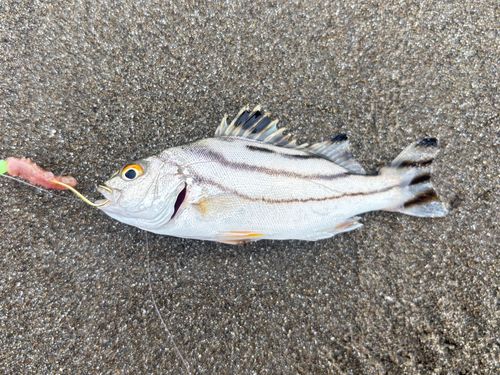 コトヒキの釣果