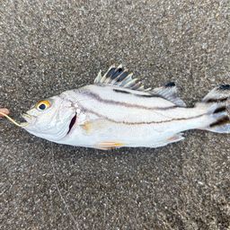 コトヒキ
