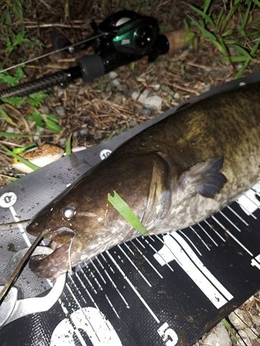 ナマズの釣果