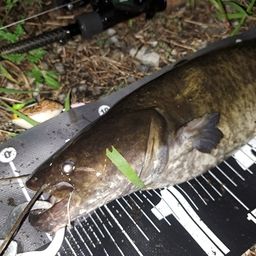 ナマズ