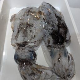 アオリイカ