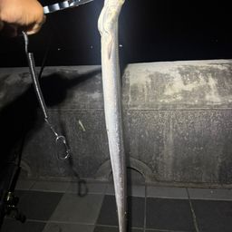 ハモ