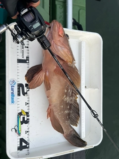 アコウの釣果