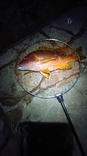シブダイの釣果