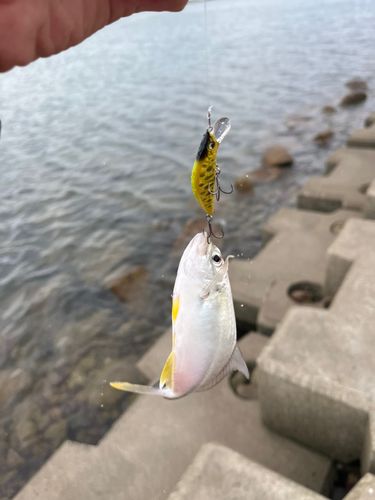 那賀川河口