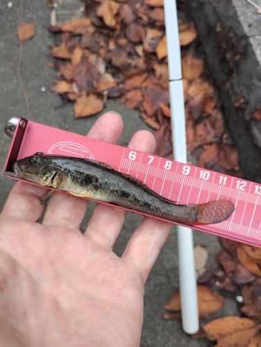 マハゼの釣果