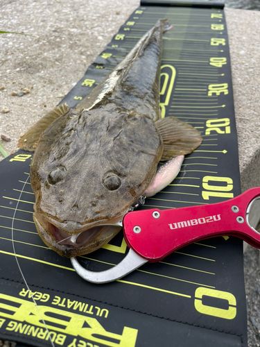 マゴチの釣果