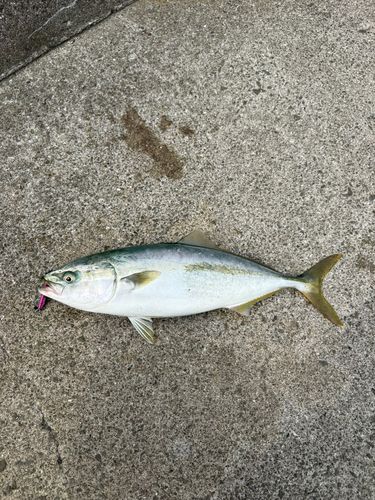 内海