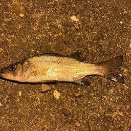 フッコ（ヒラスズキ）