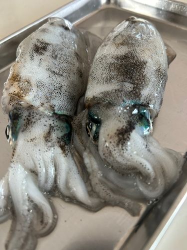 豊浜漁港