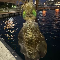 アオリイカ