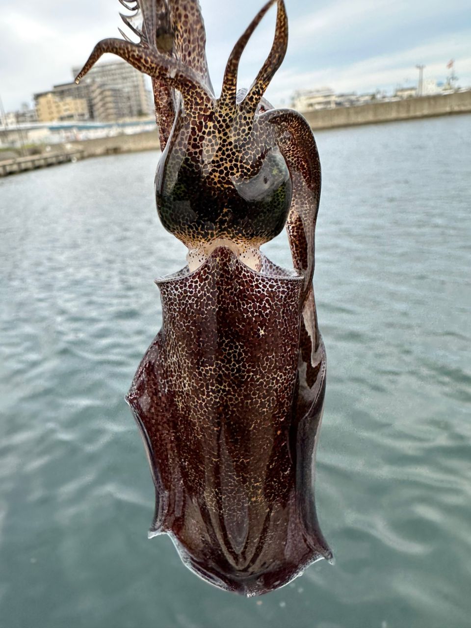 アオリイカ