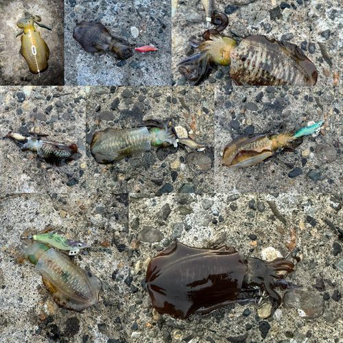 アオリイカの釣果