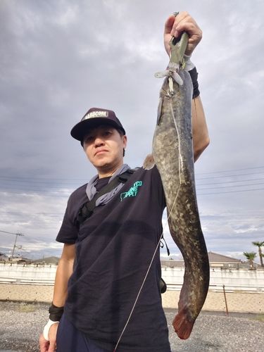 マナマズの釣果