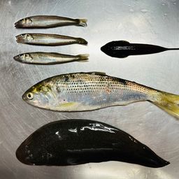 シロギス