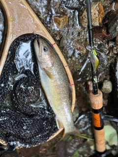 イワナの釣果