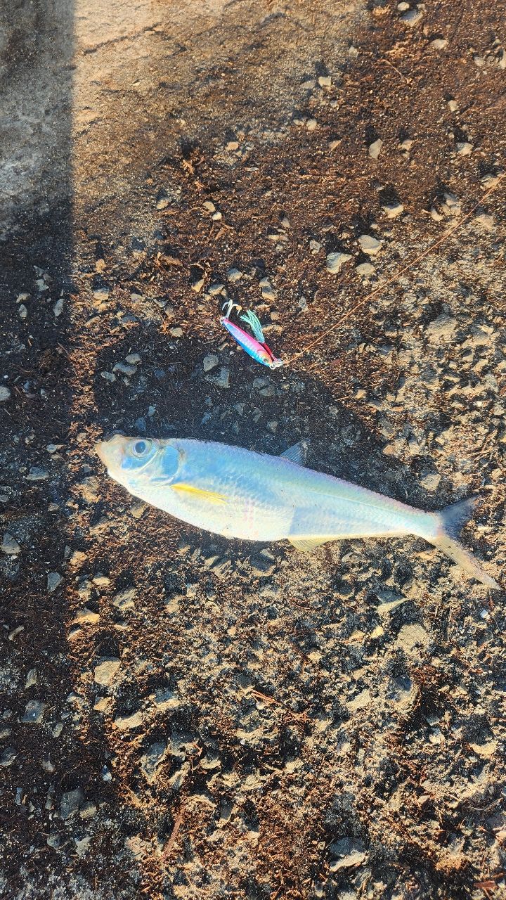 ヒラ