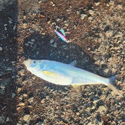 ヒラ
