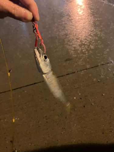 函館湾
