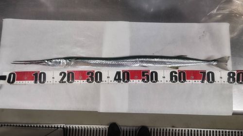 ダツの釣果