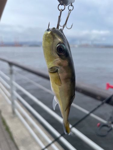 シロサバフグの釣果