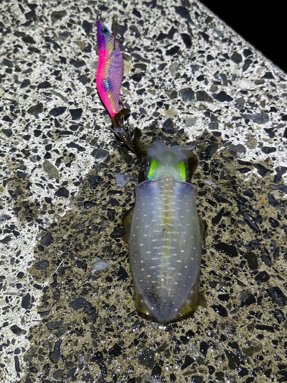 Nkjmakht@中島 さんの 2025年09月09日のアオリイカの釣り・釣果情報