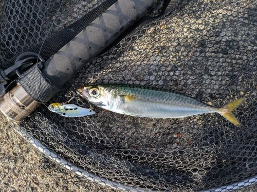 ゴマサバの釣果