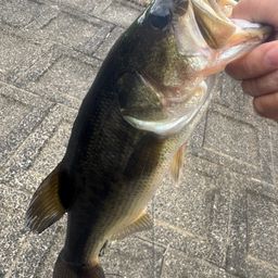 ラージマウスバス