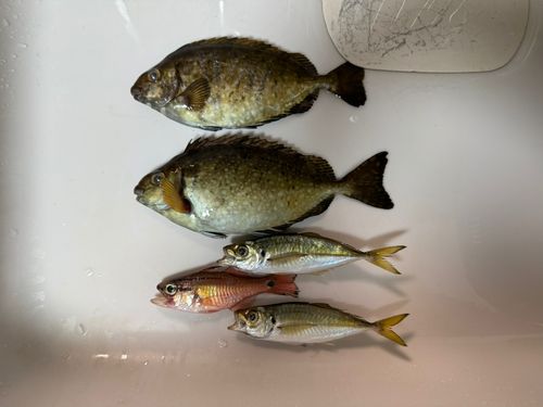 アイゴの釣果
