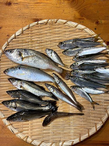 シロギスの釣果