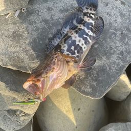 チャイロマルハタ