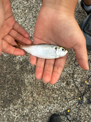 若洲海浜公園海釣り施設