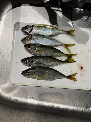 美保湾