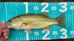 ラージマウスバスの釣果