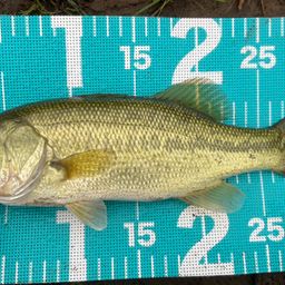 ラージマウスバス