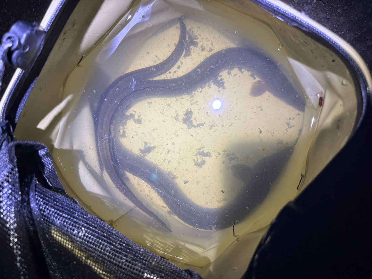 ウナギ