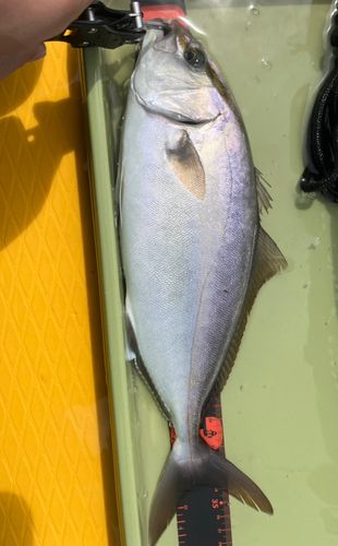 ショゴの釣果