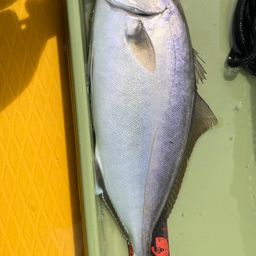 ショゴ