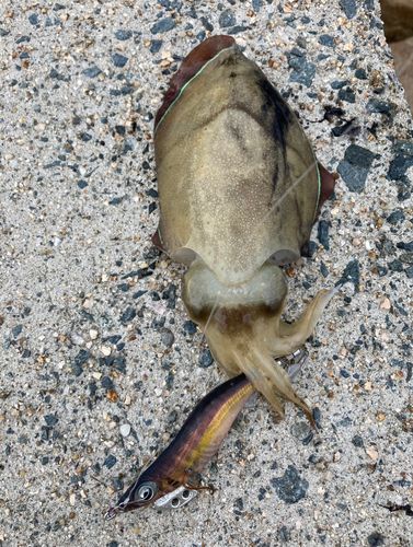 コウイカの釣果
