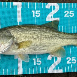 ラージマウスバス