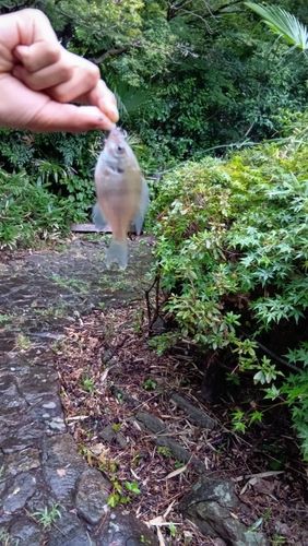 オイカワの釣果