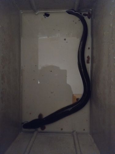ウナギの釣果
