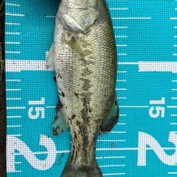 ラージマウスバス