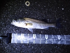 セイゴ（マルスズキ）の釣果